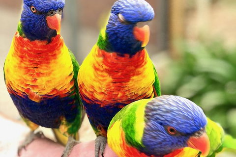 Coffin Bay Oysters, Ocean & Nature Tour - Accommodation Southport 1