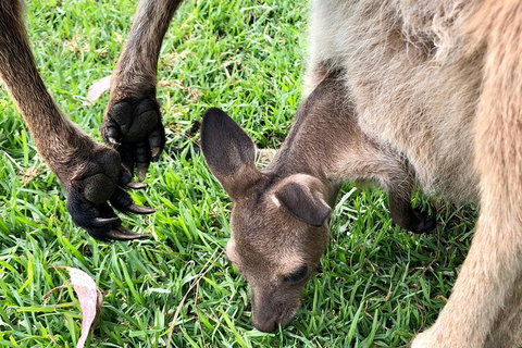 Coffin Bay Oysters, Ocean & Nature Tour - Accommodation Southport 10