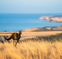 2-Day Kangaroo Island Safari from Adelaide
