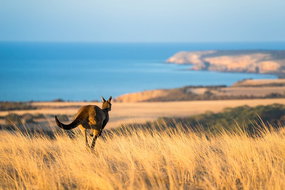 Book Adelaide SA Attractions Southport Accommodation Southport Accommodation