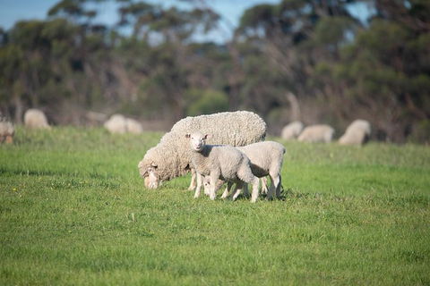 Fine Flavours - Full Day Kangaroo Island Food & Wine Tour - Southport Accommodation 9