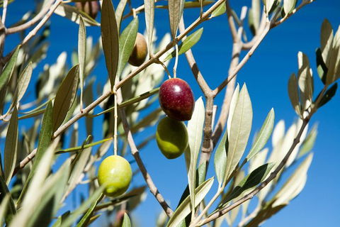 Fine Flavours - Full Day Kangaroo Island Food & Wine Tour - Southport Accommodation 3