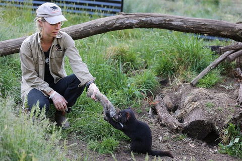 After Dark Tasmanian Devil Feeding Tour At Cradle Mountain - Southport Accommodation 3