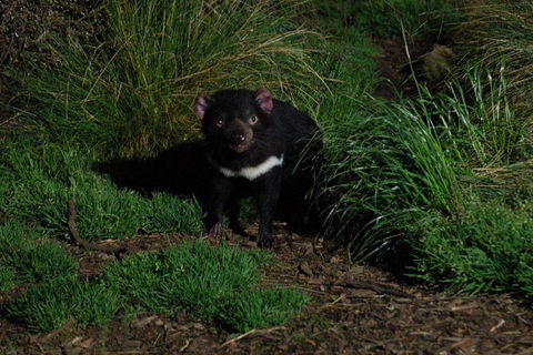 After Dark Tasmanian Devil Feeding Tour At Cradle Mountain - Southport Accommodation 1