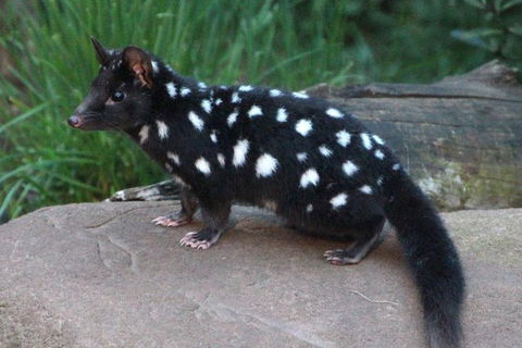 After Dark Tasmanian Devil Feeding Tour At Cradle Mountain - Southport Accommodation 5