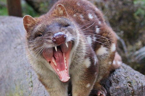 After Dark Tasmanian Devil Feeding Tour At Cradle Mountain - Southport Accommodation 4