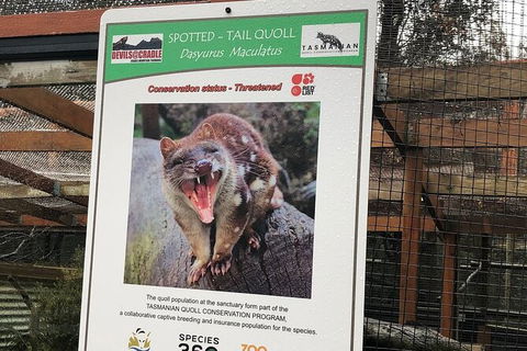 After Dark Tasmanian Devil Feeding Tour At Cradle Mountain - Southport Accommodation 2