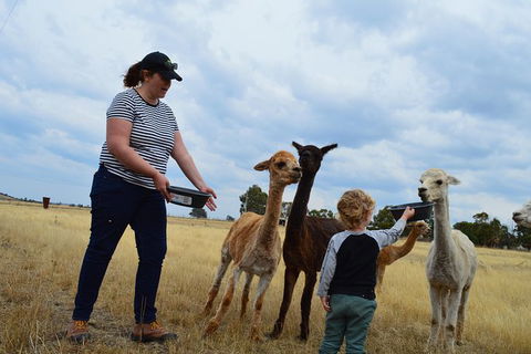 Alpaca Farm Tours With Toffeemont - Southport Accommodation 4