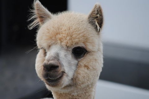 Alpaca Farm Tours With Toffeemont - Southport Accommodation 0