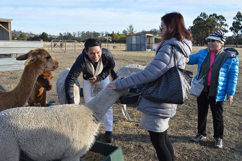 Alpaca Farm Tours With Toffeemont - Southport Accommodation 2