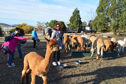 Alpaca Farm Tours With Toffeemont - Southport Accommodation 5