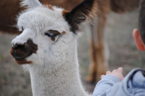 Alpaca Farm Tours With Toffeemont - Southport Accommodation 1