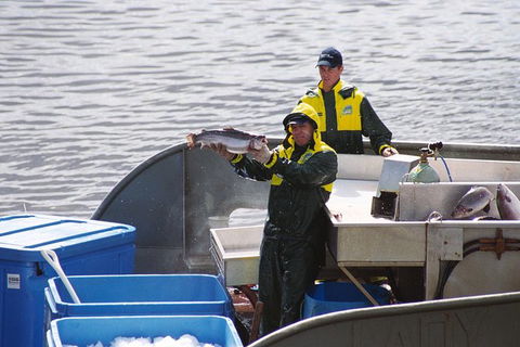 Afternoon Gordon River Dinner Cruise - Departing 3pm - Southport Accommodation 3