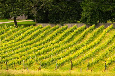 All Inclusive Wine Tour Up The Derwent Valley Hobart: Local Wines & Cheeses - Accommodation Southport 3