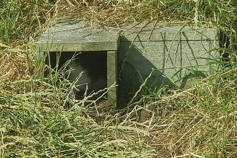 Phillip Island Penguin And Wildlife Tour - Accommodation Southport 11