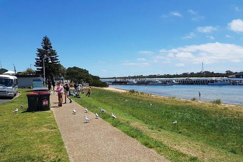 Phillip Island Penguin And Wildlife Tour - Accommodation Southport 25