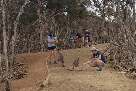 Phillip Island Penguin And Wildlife Tour - Accommodation Southport 34