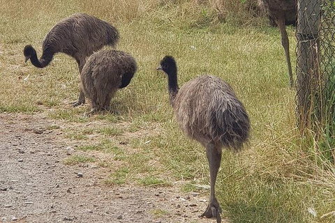 Phillip Island Penguin And Wildlife Tour - Accommodation Southport 32