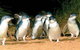 Phillip Island Penguin And Wildlife Tour - thumb 0