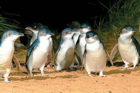 Phillip Island Penguin And Wildlife Tour - Accommodation Southport 0
