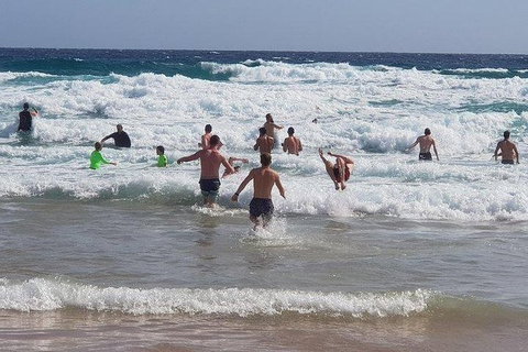 Phillip Island Penguin And Wildlife Tour - Accommodation Southport 18