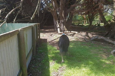 Phillip Island Penguin And Wildlife Tour - Accommodation Southport 5