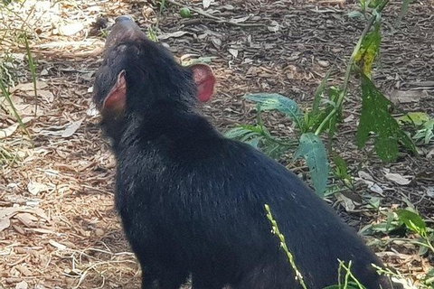 Phillip Island Penguin And Wildlife Tour - Accommodation Southport 26