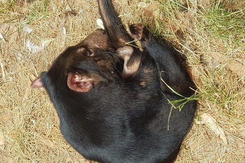 Phillip Island Penguin And Wildlife Tour - Accommodation Southport 23