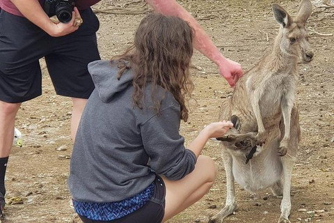 Phillip Island Penguin And Wildlife Tour - Accommodation Southport 12