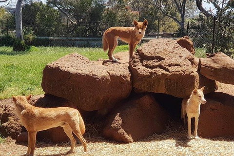 Phillip Island Penguin And Wildlife Tour - Accommodation Southport 7
