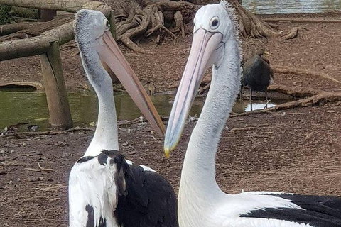 Phillip Island Penguin And Wildlife Tour - Accommodation Southport 6
