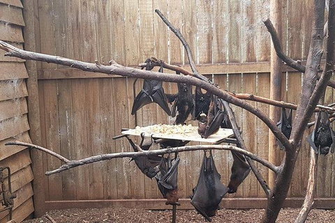 Phillip Island Penguin And Wildlife Tour - Accommodation Southport 31