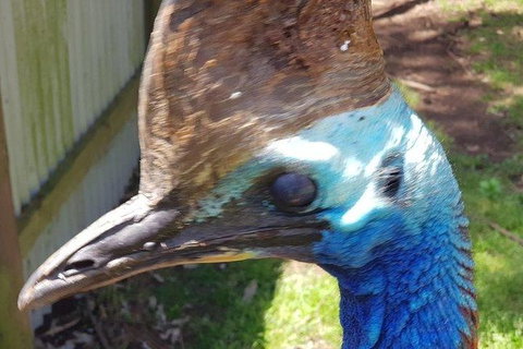 Phillip Island Penguin And Wildlife Tour - Accommodation Southport 19