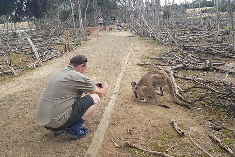 Phillip Island Penguin And Wildlife Tour - Accommodation Southport 30