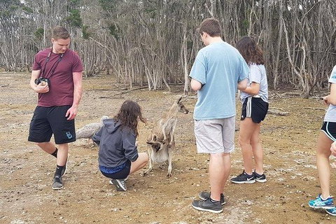Phillip Island Penguin And Wildlife Tour - Accommodation Southport 3