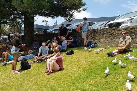 Phillip Island Penguin And Wildlife Tour - Accommodation Southport 22