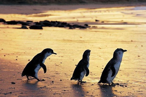 Phillip Island Penguin And Wildlife Tour - Accommodation Southport 13