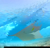 Marine Eco Safari - Swim with Manta Rays - Southport Accommodation