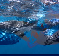 Whale Shark Safari - Southport Accommodation