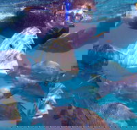 Coral Bay 2-Hour Coral Viewing and Snorkeling - Southport Accommodation