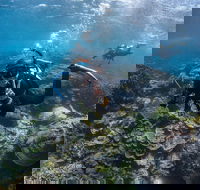 Ningaloo Adventure and Manta Ray Tour - Southport Accommodation