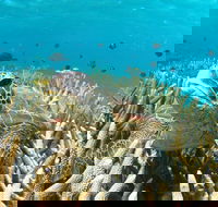 Coral Bay 3-Hour Turtle Ecotour - Southport Accommodation