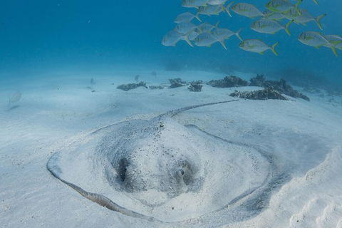 Coral Bay 3-Hour Turtle Ecotour - Southport Accommodation 2