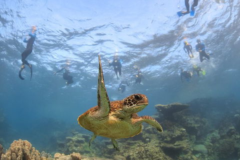 Coral Bay 3-Hour Turtle Ecotour - Southport Accommodation 4