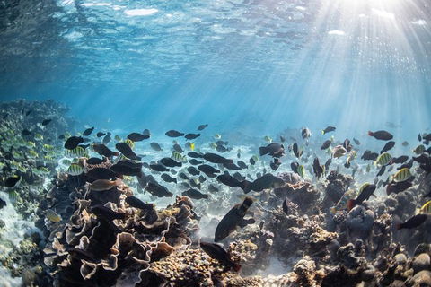 Coral Bay 3-Hour Turtle Ecotour - Southport Accommodation 5