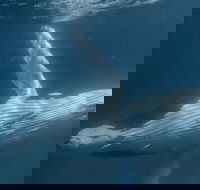 Humpback Whale Safari - Southport Accommodation