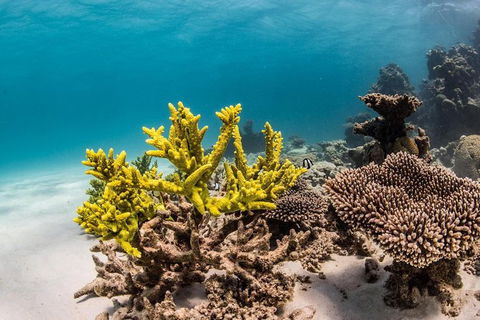 Coral Bay 1-Hour Coral Viewing - Southport Accommodation 4