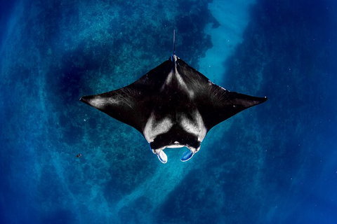 Life On Ningaloo Swimming Tour In Exmouth - Accommodation Southport 3