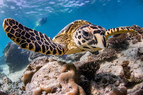 Life On Ningaloo Swimming Tour In Exmouth - Accommodation Southport 1