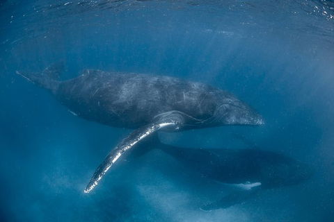 Full-Day Whale Watching Snorkeling And Swimming At Coral Bay - Southport Accommodation 6